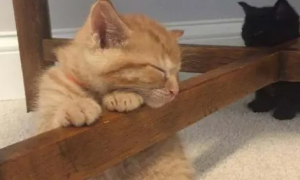 猫咪为什么抱着桌子腿睡觉呢