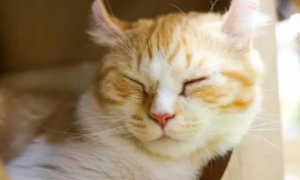 猫睡觉为什么会睁眼睛的原因
