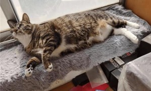 防止猫爬床最有效的方法