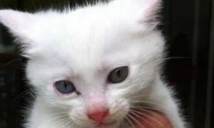 猫咪为什么会眼眶毛发白呢
