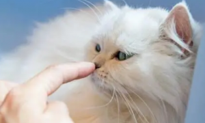 为什么猫咪会给主人舔头发