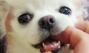 狗狗掉牙齿的原因是？
