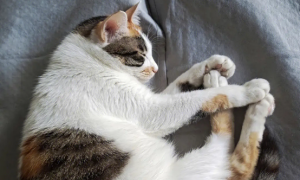 为什么猫咪喜欢亲嘴睡觉的原因