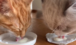 猫咪可以喝的酸奶牌子