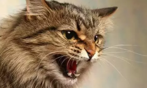 猫咪为什么声音特别高呢