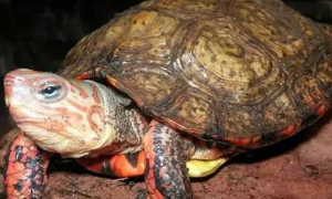 洪都拉斯木纹龟陆养还是水养