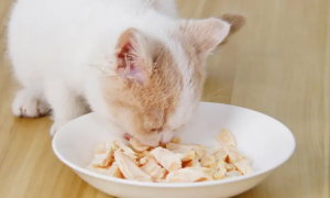 猫咪为什么只能当鸡喂养呢