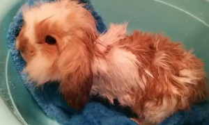 宠物兔可以洗澡吗