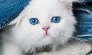 猫有几种颜色的眼睛
