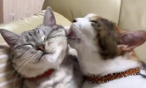 猫咪为什么爱舔小猫耳朵的毛呢