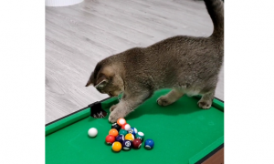 猫咪为什么喜欢台球呢