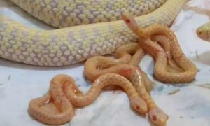 蛇怀孕多久生产
