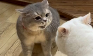 猫咪为什么喜欢和自己吵架呢
