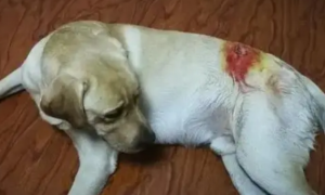 狗狗被咬伤会自愈吗