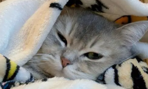 猫咪为什么睡觉很冷
