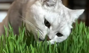 猫草能净化空气吗