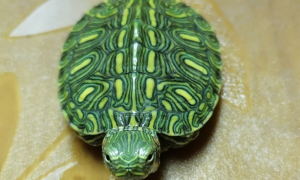 格兰德彩龟能长多大