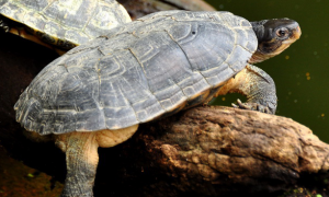 黄喉拟水龟取消二级保护