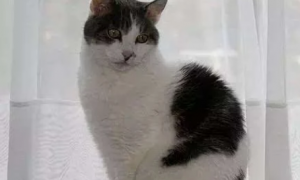 猫咪坐姿优雅是什么原因