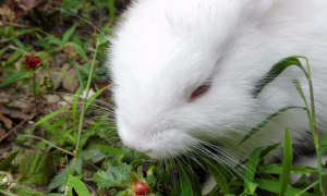 小兔子喜欢吃的草