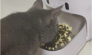 猫粮自动喂食器