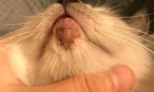 猫咪下巴毛囊炎脓包怎么治
