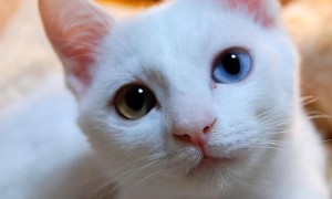 为什么猫咪会有白色的东西