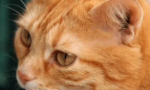 猫咪耳朵为什么萎缩