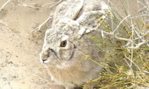 新疆野生动物种类保护名录