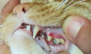 猫咪为什么不长门牙