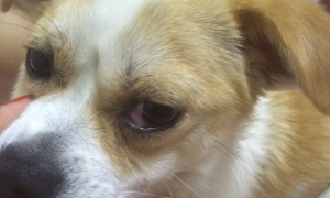 为什么狗狗眼角红肿了一圈呢