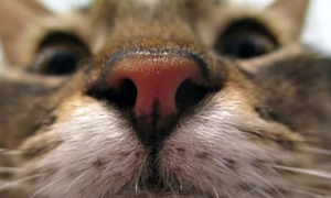 为什么猫咪鼻子使劲出气