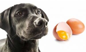 为什么狗狗喜欢吃生鸡蛋呢
