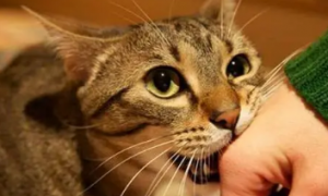 猫为什么扑我的手想咬我的手