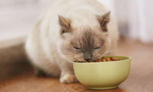 为什么猫咪要吃自己的粮食