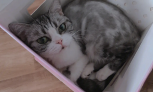 猫咪为什么特别喜欢盒子玩