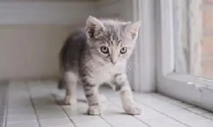 猫咪为什么会走路会很快呢