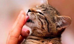 猫咪舔舌头会咬人怎么回事
