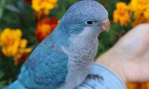 蓝和尚鹦鹉是国家保护动物吗