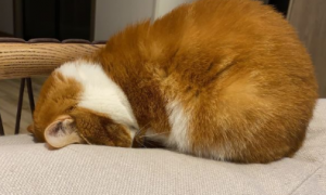 猫咪为什么突然埋头睡觉的原因