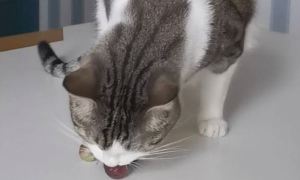 猫咪为什么不能喂葡萄