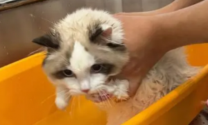 宠物猫洗澡多少钱