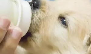 哺乳期狗狗可以喝羊奶吗有什么好处吗