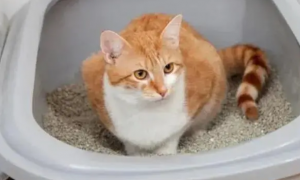 猫咪为什么会空埋屎盆里