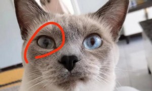 猫咪为什么眼球混浊呢