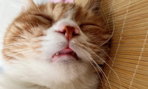 猫咪咬鼻子睡觉什么原因
