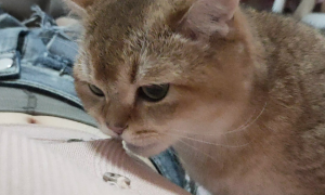 猫咪为什么咬衣服扣子