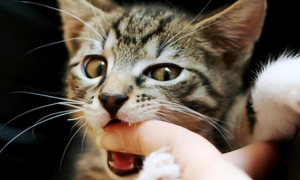 为什么猫咪咬不到手