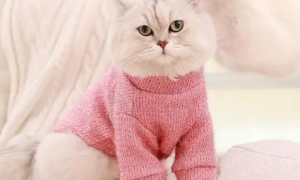 为什么要给猫咪穿毛衣