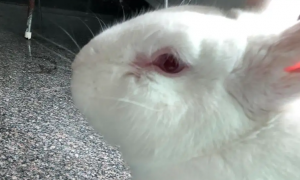 兔子眼中的人类